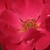 Roșu - Trandafir pentru straturi Floribunda - Anna Mège